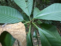 Saurauia tristyla