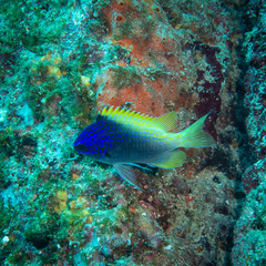 Chromis limbaughi