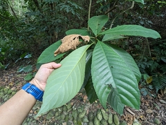 Saurauia tristyla
