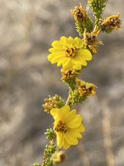 Holocarpha virgata virgata