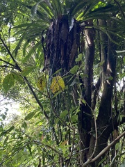Haplopteris elongata