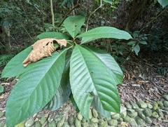 Saurauia tristyla