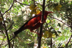 Drepanis coccinea
