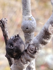 Euhexomyza schineri