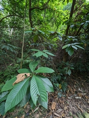 Saurauia tristyla
