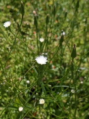 Hypochaeris albiflora