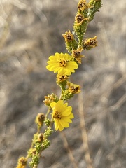 Holocarpha virgata virgata