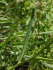 Hypochaeris albiflora