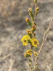 Holocarpha virgata virgata