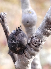 Euhexomyza schineri