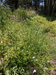 Hypochaeris albiflora