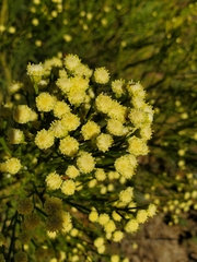 Baccharis sergiloides