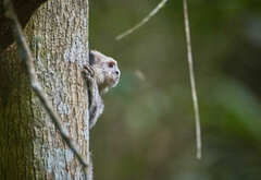 Callithrix geoffroyi