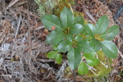 Cheirodendron trigynum