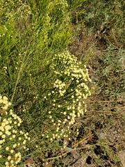 Baccharis sergiloides