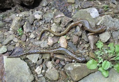 Onychodactylus koreanus