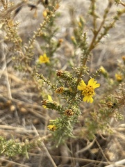 Holocarpha virgata virgata