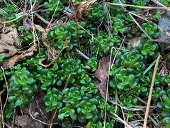 Sedum oreganum