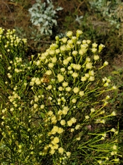 Baccharis sergiloides