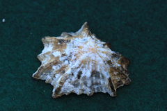 Scutellastra longicosta