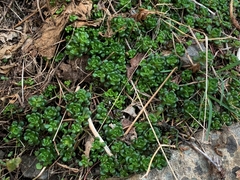 Sedum oreganum