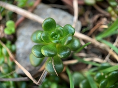 Sedum oreganum