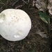 Giant Puffball - Photo (c) Sigrid Jakob, some rights reserved (CC BY-NC), uploaded by Sigrid Jakob