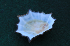 Scutellastra longicosta