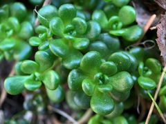 Sedum oreganum