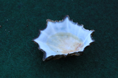 Scutellastra longicosta