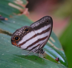 Pareuptychia binocula