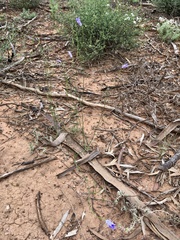 Wahlenbergia gracilis