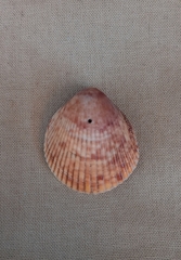 Acrosterigma kerslakae