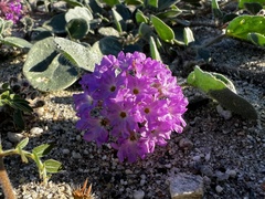 Abronia villosa