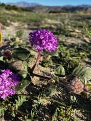 Abronia villosa
