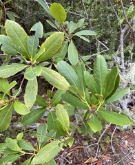 Rhododendron macrophyllum