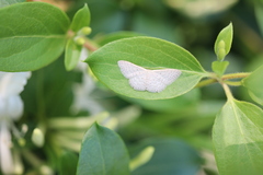 Idaea eretmopus