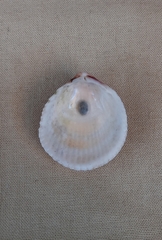 Acrosterigma kerslakae