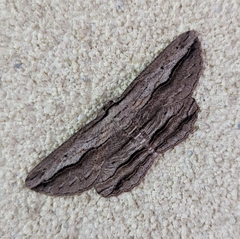 Euphronarcha luxaria