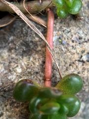 Sedum oreganum