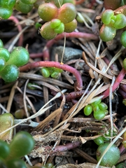 Sedum oreganum