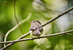 Lathrotriccus euleri