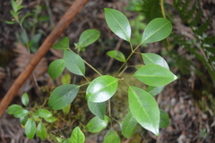 Cheirodendron trigynum