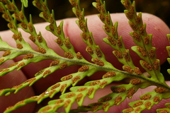 Notogrammitis heterophylla