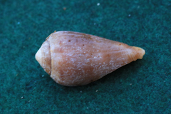 Conus mozambicus