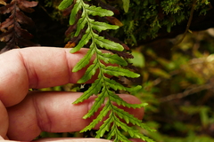 Notogrammitis heterophylla