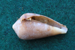 Conus mozambicus