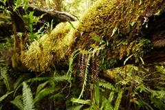 Notogrammitis heterophylla