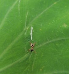 Micrathena sexspinosa