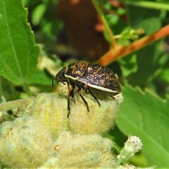Orsilochides guttata